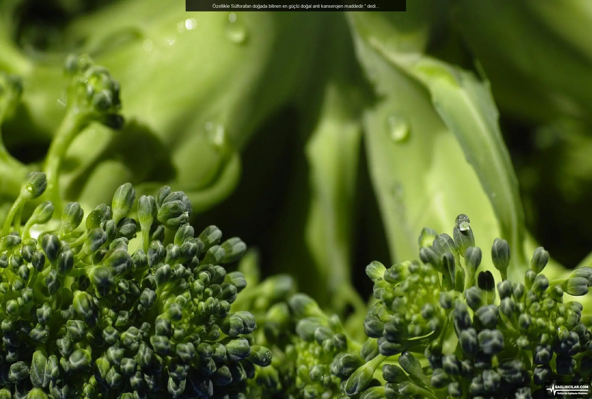 yavuz yorukoglu anlatti sebzelerin krali brokoli 0
